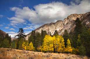 Aspens above Rush Creek-0486